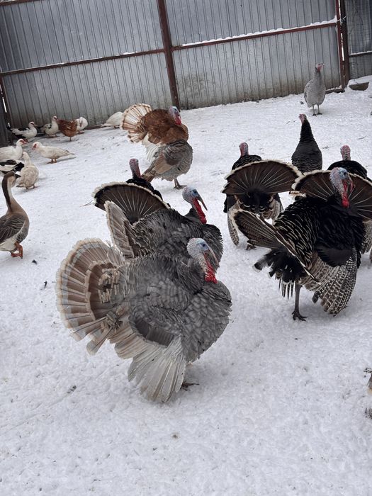 Curcani de casa tineri