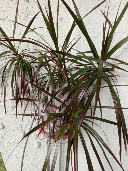 Продам Комнатные цветы