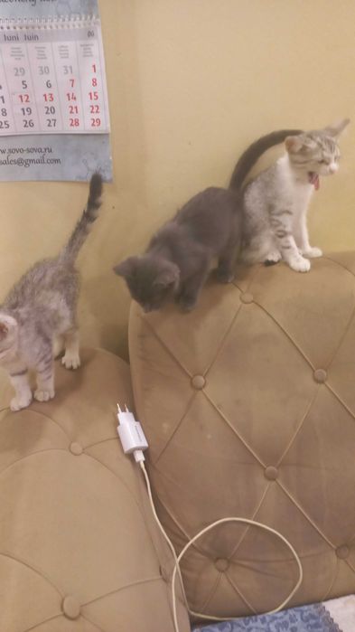 Котята на Стройконторе