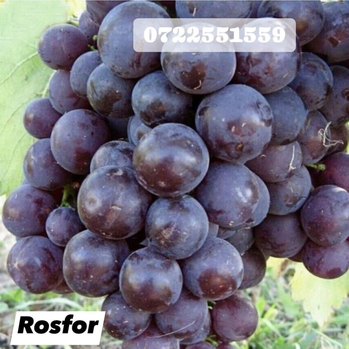 Vita de vie nobila an 3