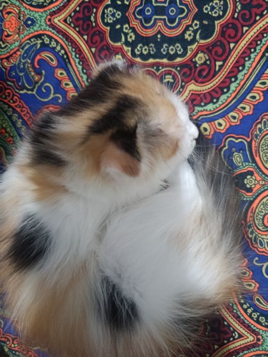 Mushuk bolalari 2 oylik