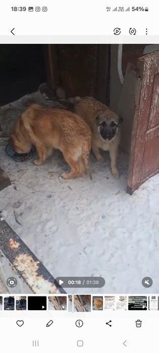 Щенки им по 6 месяцев