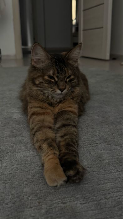 Потерялась Кошечка