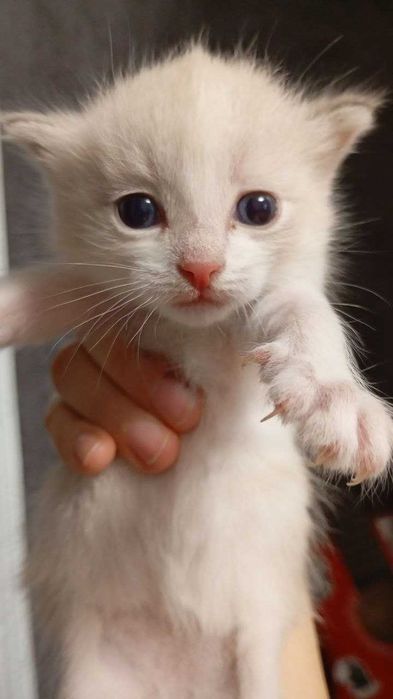 Кошечка с кличкой кокос