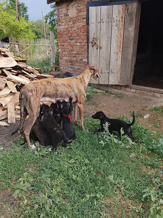 Продаются щенки грейхаунд