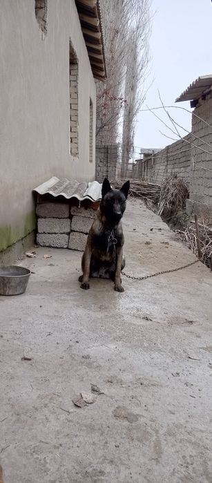 Malinua sotiladi urgʻochi