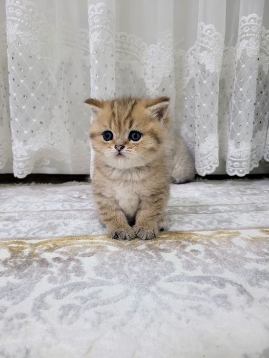 Mushukchalar Sotiladi