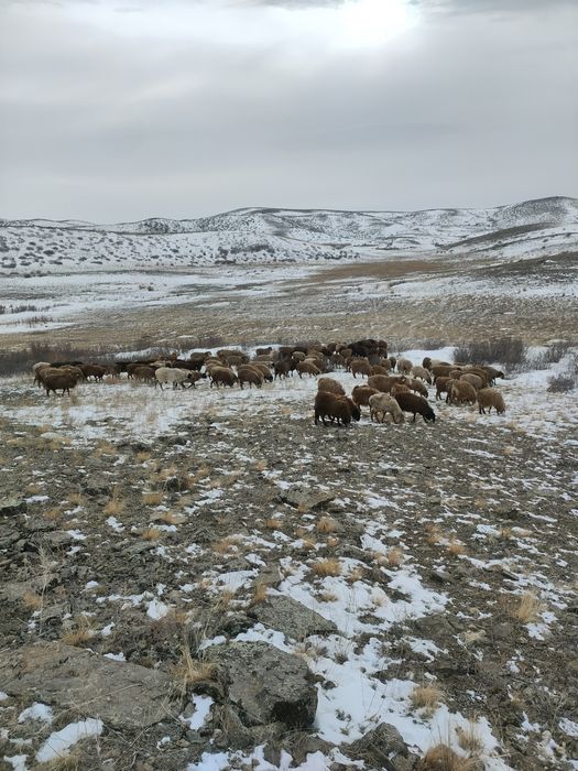 Продажа племеные овцы, қой 300 голов породы Эдельбай