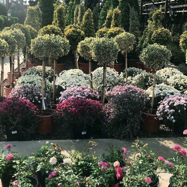 Ландшафтный дизайн ва газон урнатиш