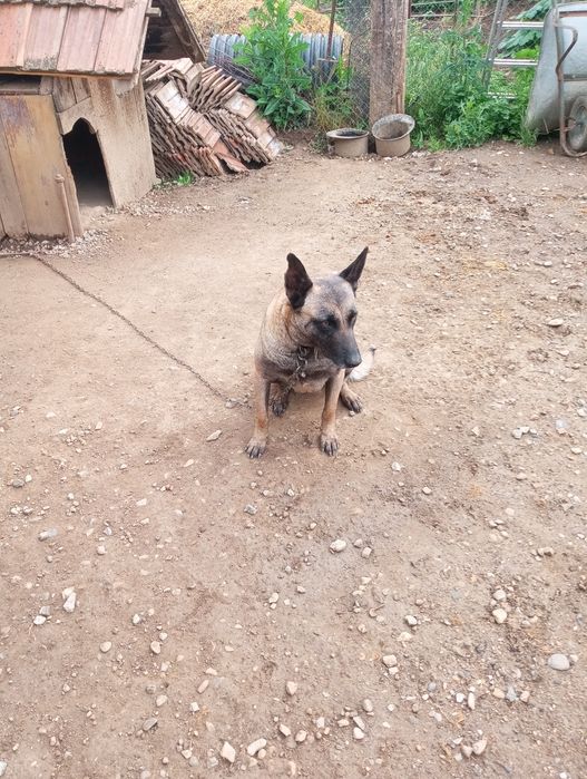Donații cîine Ciobanesc belgian