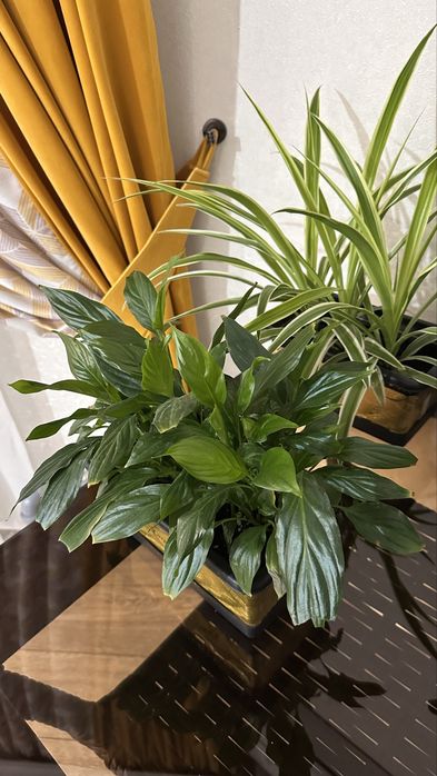 Продаеся комнатные цветы