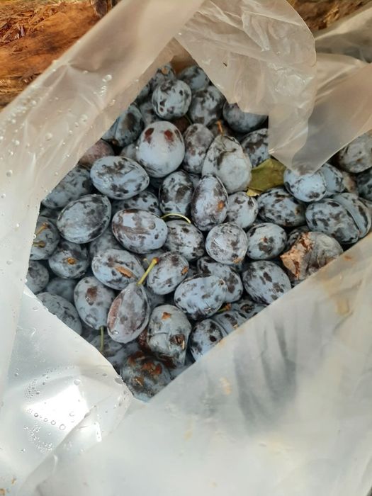 Vând prune pentru țuică