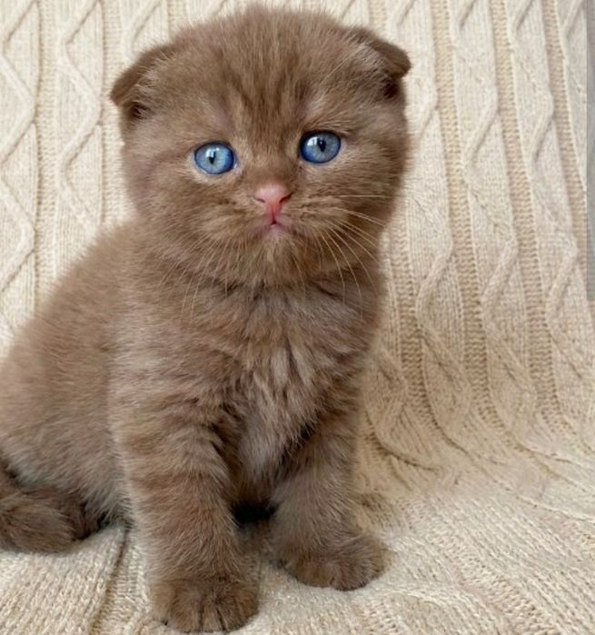 Котёнок девочка Цынамон