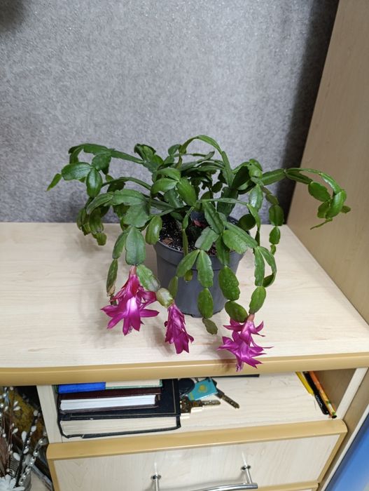 Продам декабриста