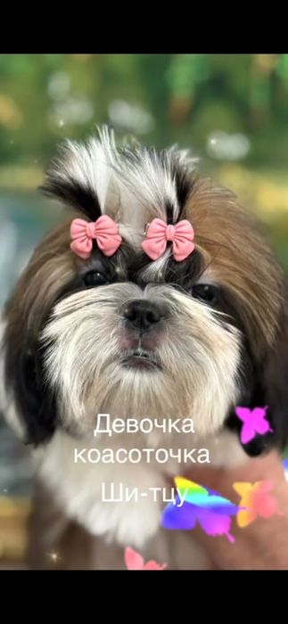 Ши- тцу щенок девочка 3 месяца