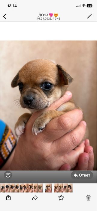 Продам щенят чихуахуа