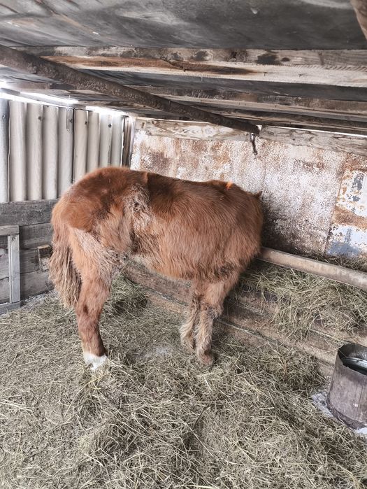 Продам годовалых лошадей