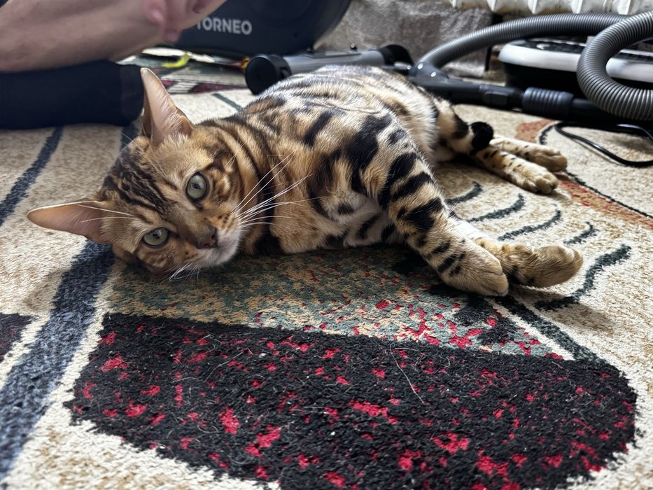 Продам бенгальского кота