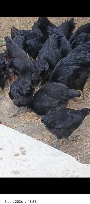 Avstralop jojalari sotiladi n soni 40 ta hovlida yuribdi