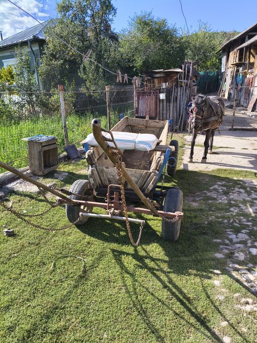Cal caruța și ham de vânzare