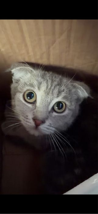 Отдам котенка девочку