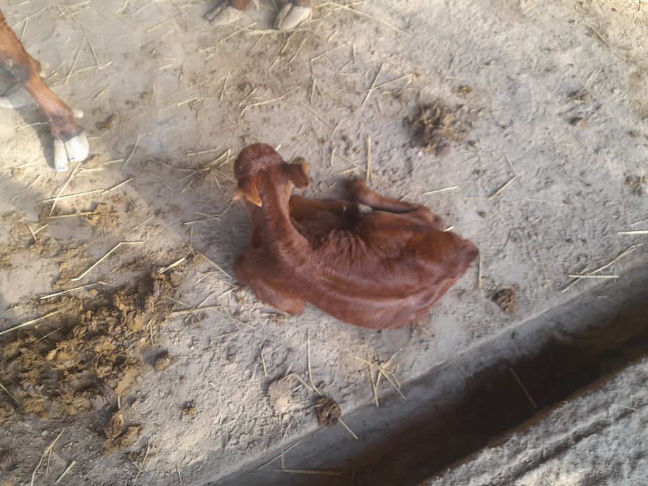 Сигир сотилади она бола