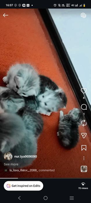 Sotiladi sikutish fold  biritaniskiy chinshila