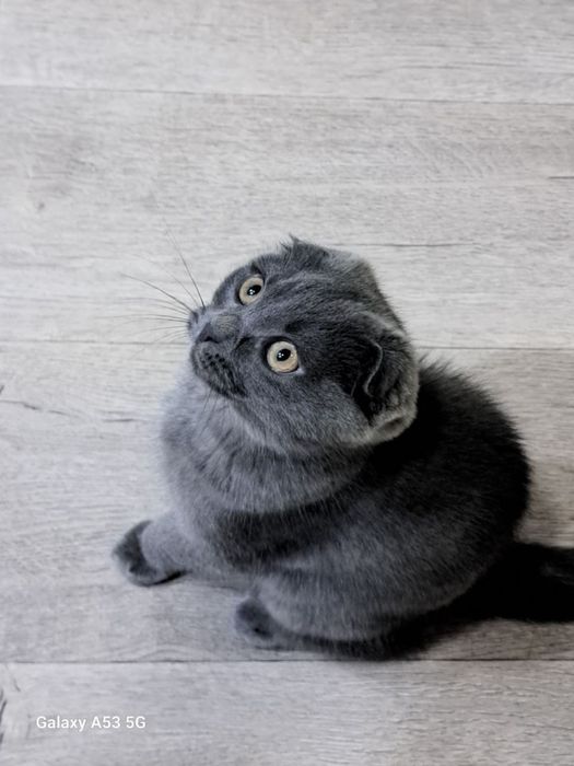 Скоттиш фолд девочка