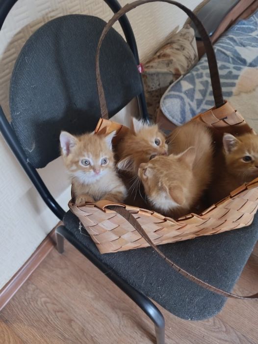 Дарю котенка в хорошие руки.