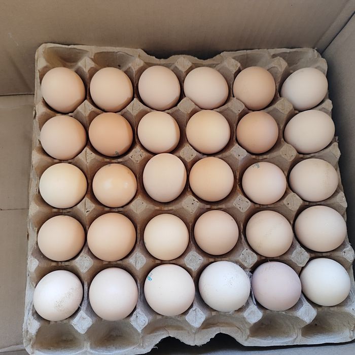 Яйцо по оптовым ценам 50тг!