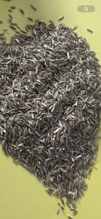 Samanta de lucernă, trifoi, iarbă  și borceag