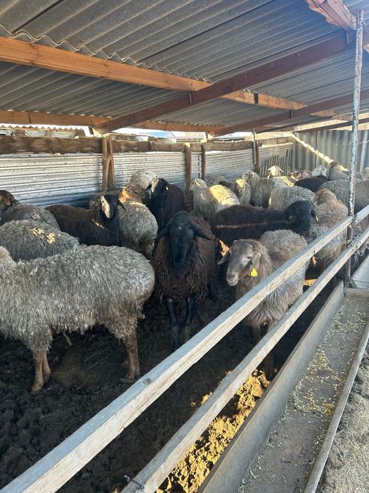 тоқтылар сатылад