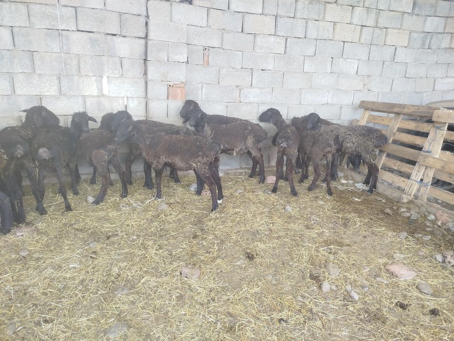 Токты кой 1 жылдык