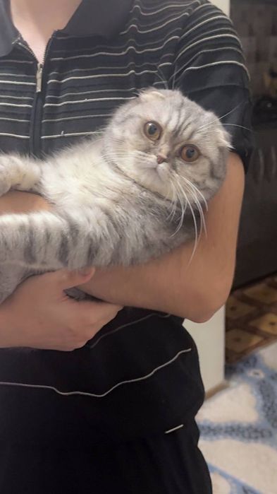 Scotish fold mushugi toza qon sogʻlom mushuk 11 oylidan oshgan