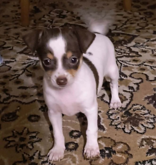 Продават се мини пинчери