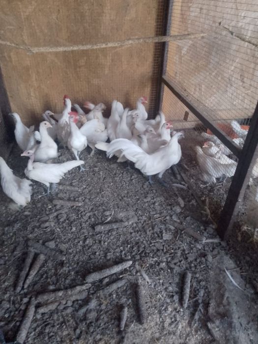 de vânzare găinușe