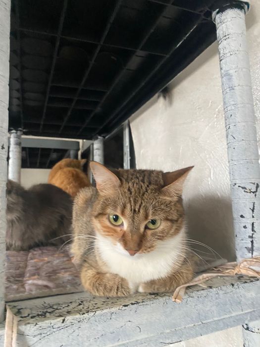 Кошечка в добрые руки