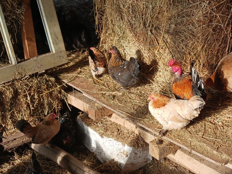 Gainuse  pitici și cocosei