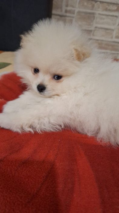 Pomeranian baietel alb