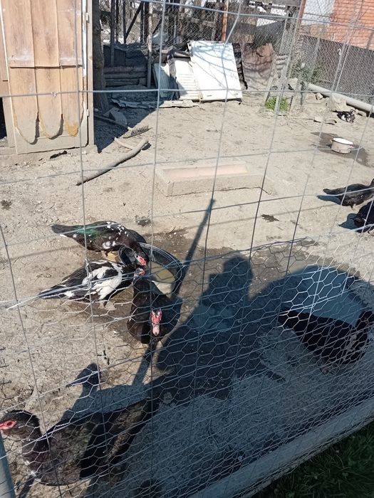 Rațe mute de vânzare