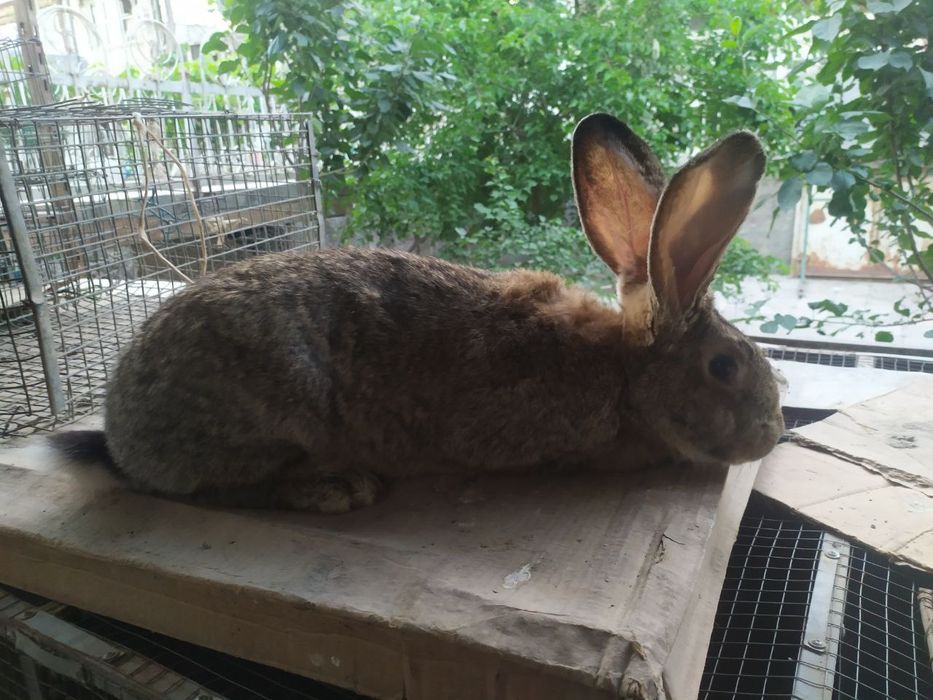 Фландр куйонлар сотилади