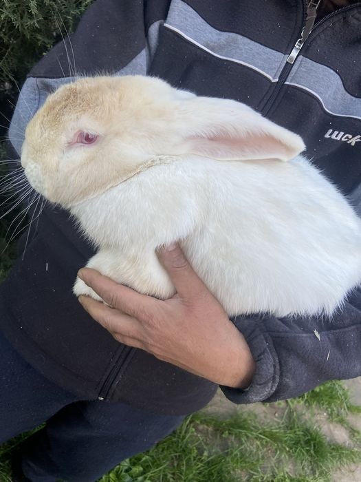 Iepuri sacrificare si reproducere