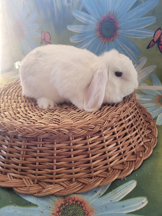 Karlik baran sotiladi