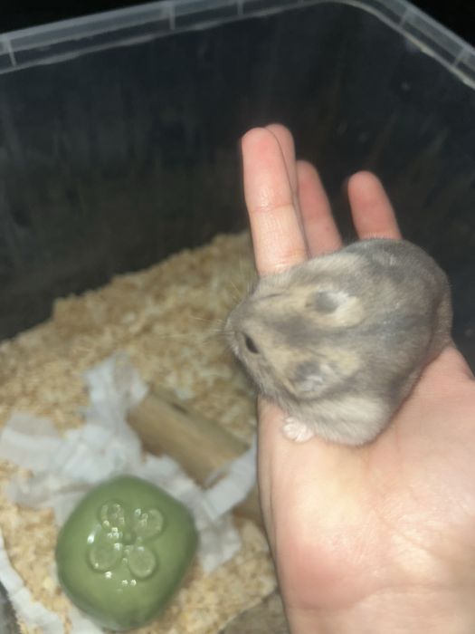 хомяк 2 месяца, со всем необходимым