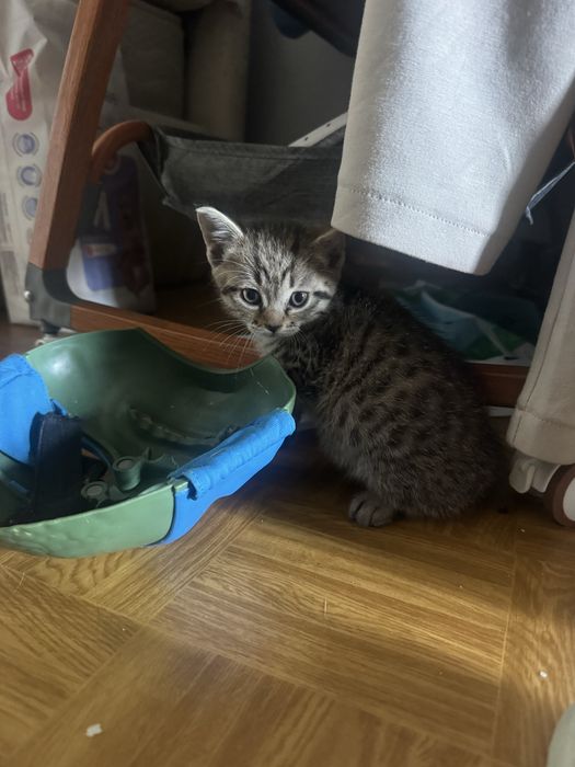 Котенки породистые
