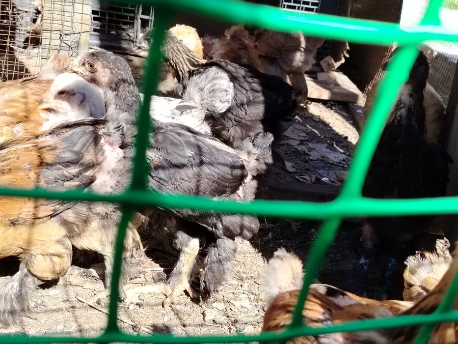 Продам цыплята брама