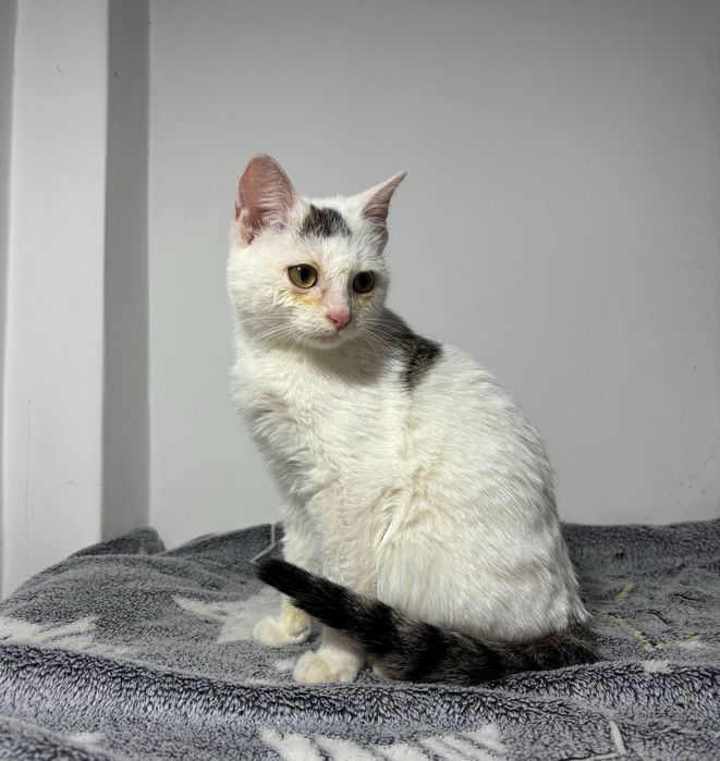 2 котенка, 4-5 месяцев