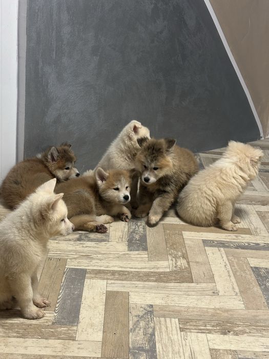 Кучета акита ину