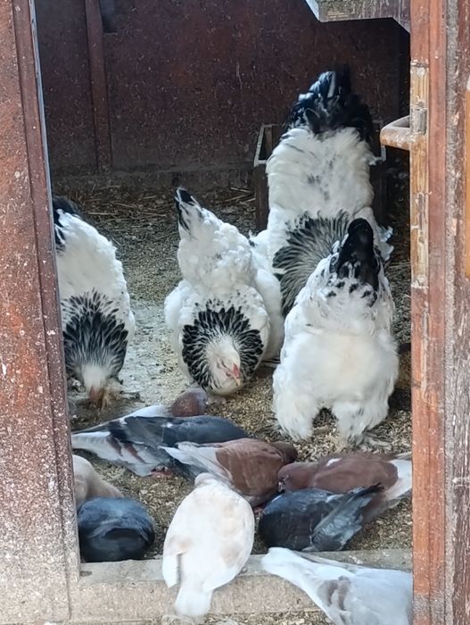 Ouă brahma pentru incubat