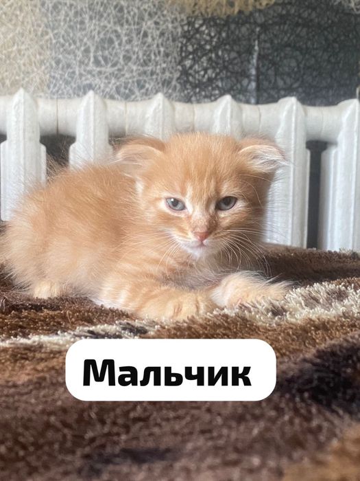 Котята в добрые руки!!!